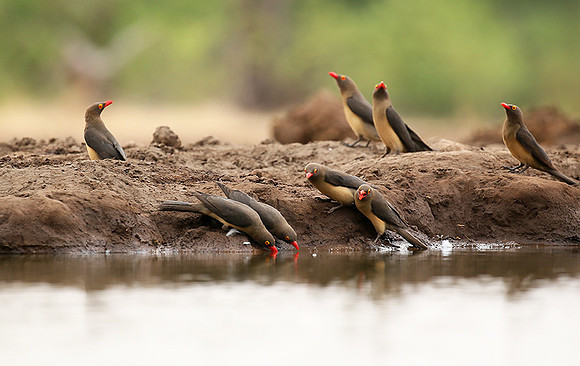 Oxpeckers - Mashatu game reserve