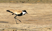 Spur-winged lapwing