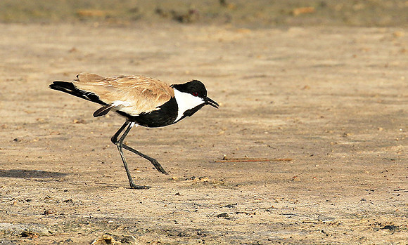 Spur-winged lapwing