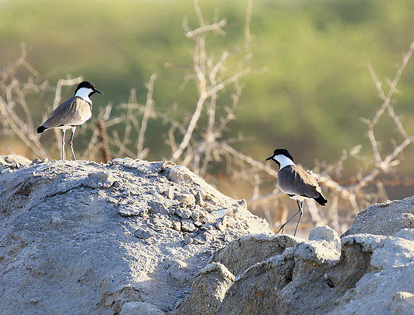 Spur-winged lapwing