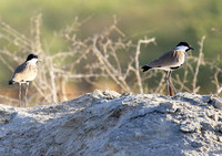 Spur-winged lapwing