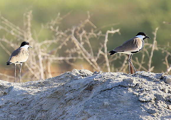 Spur-winged lapwing