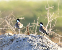 Spur-winged lapwing