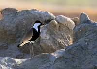 Spur-winged lapwing