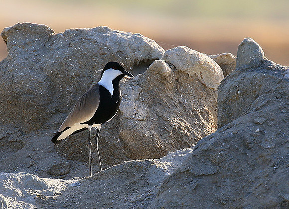 Spur-winged lapwing