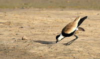 Spur-winged lapwing