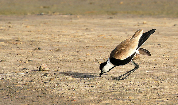 Spur-winged lapwing