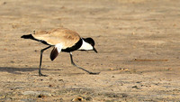 Spur-winged lapwing