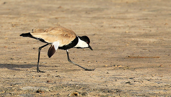 Spur-winged lapwing