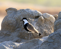 Spur-winged lapwing