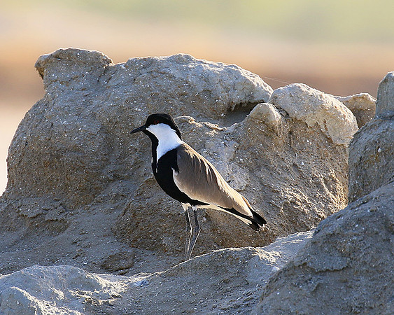 Spur-winged lapwing