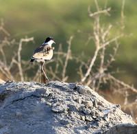 Spur-winged lapwing