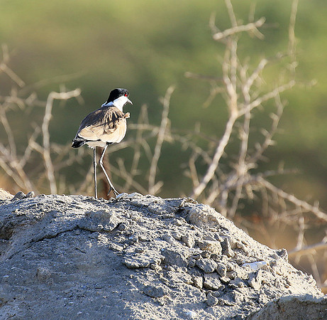 Spur-winged lapwing