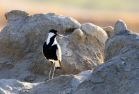 Spur-winged lapwing