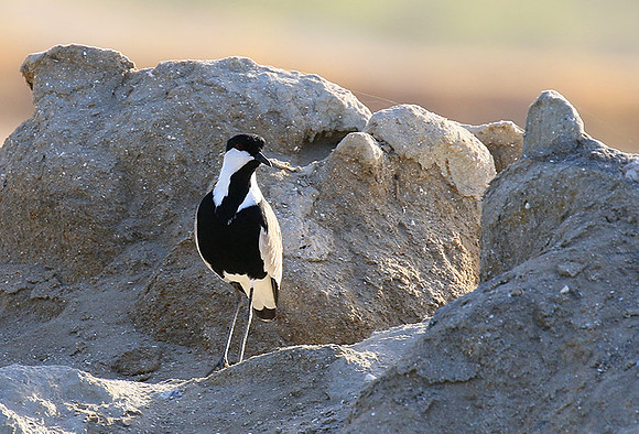 Spur-winged lapwing