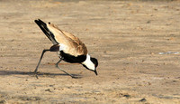 Spur-winged lapwing