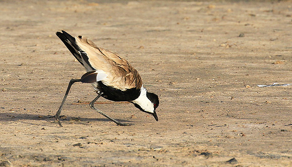Spur-winged lapwing
