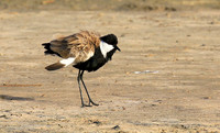Spur-winged lapwing