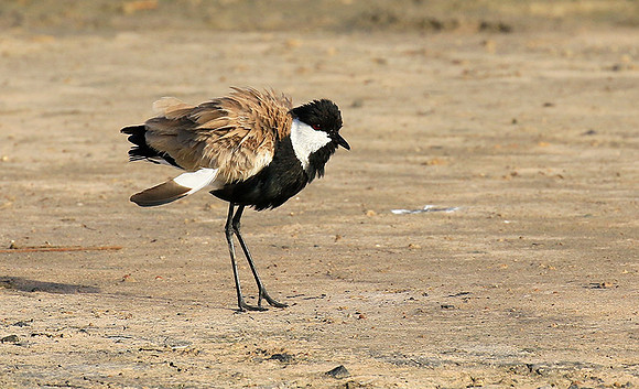 Spur-winged lapwing
