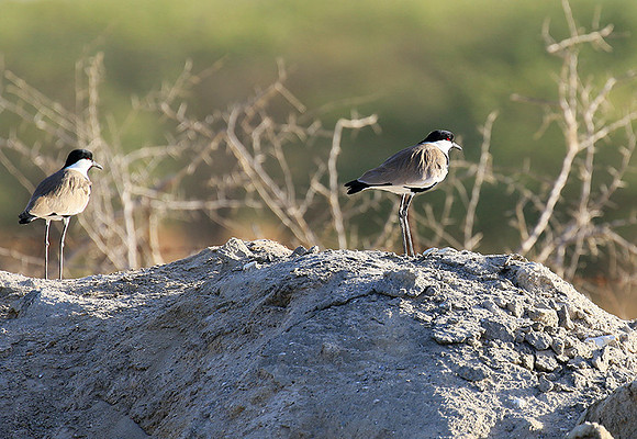 Spur-winged lapwing