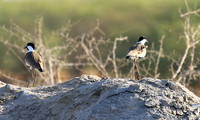 Spur-winged lapwing