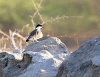 Spur-winged lapwing