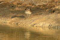 Greater painted snipe