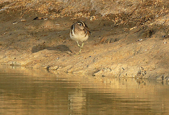 Greater painted snipe