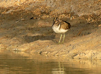 Greater painted snipe