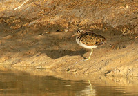 Greater painted snipe