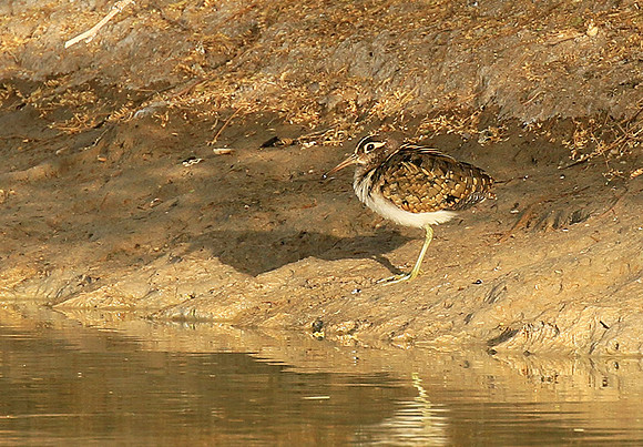 Greater painted snipe