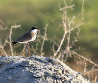 Spur-winged lapwing