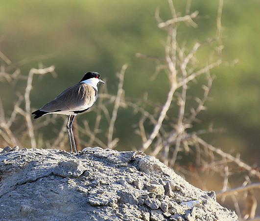 Spur-winged lapwing