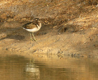 Greater painted snipe