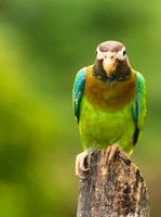 Brown-hooded parrot