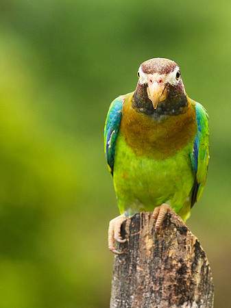 Brown-hooded parrot