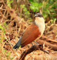 Burchells coucal (Parfuri)