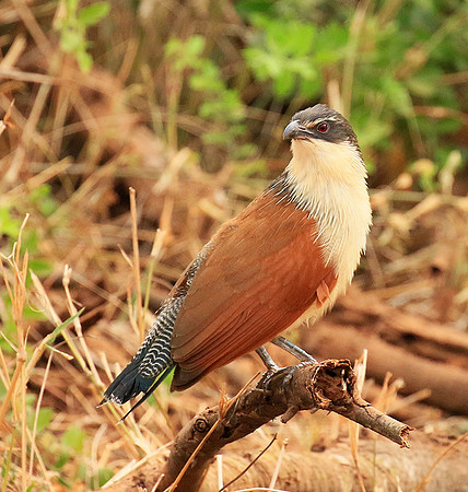 Burchells coucal (Parfuri)