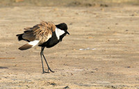 Spur-winged lapwing