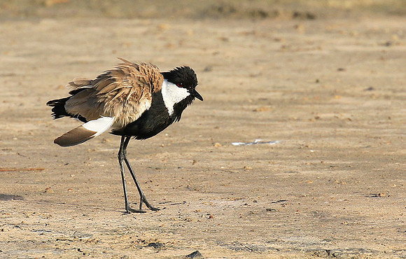 Spur-winged lapwing