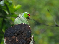 Red-fronted parrotlet (Toui du Costa Rica)
