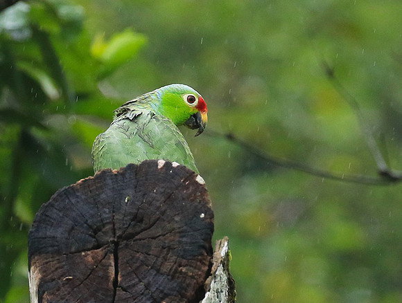 Red-fronted parrotlet (Toui du Costa Rica)