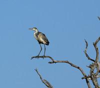 Grey heron - Masaï Mara