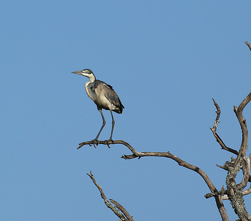 Grey heron - Masaï Mara