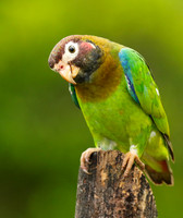 Brown-hooded parrot
