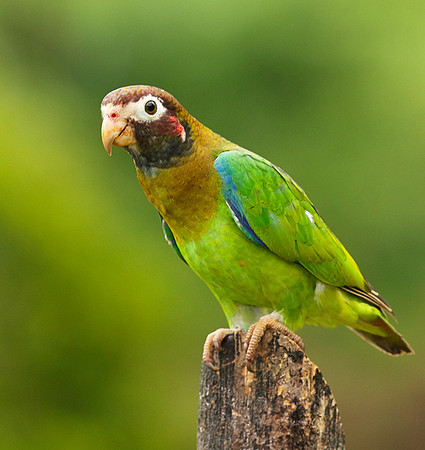Brown-hooded parrot