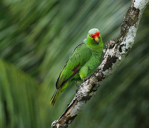 Red-fronted parrotlet