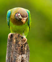 Brown-hooded parrot