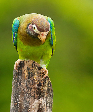 Brown-hooded parrot