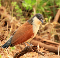 Burchells coucal (Parfuri)